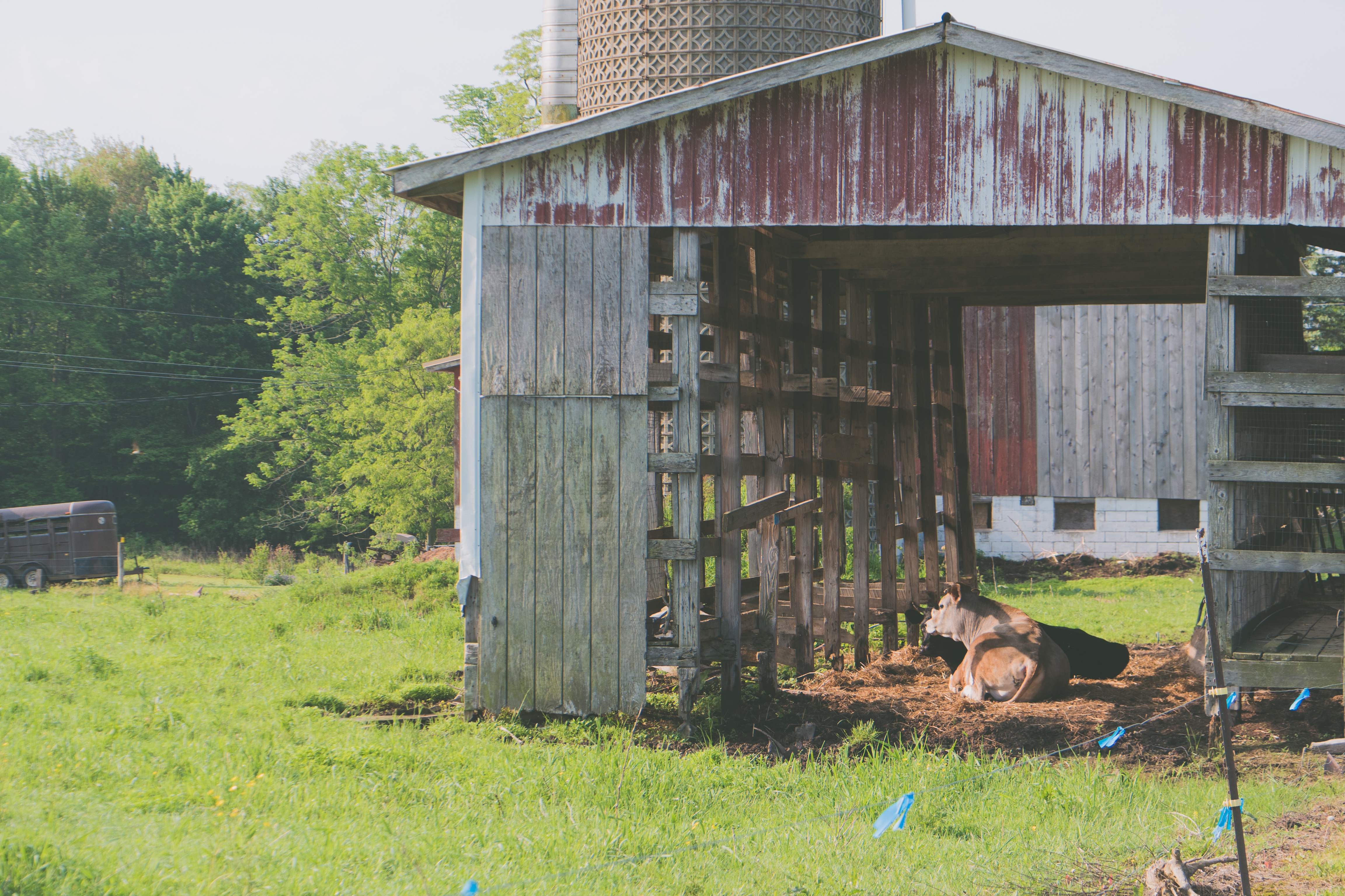 Foldable backyard chicken coop with tray and run, shown in a tidy outdoor setup.