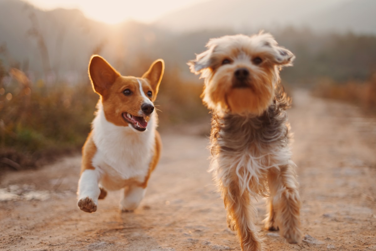 Pet Car Travel Essentials For Cleaner Rides