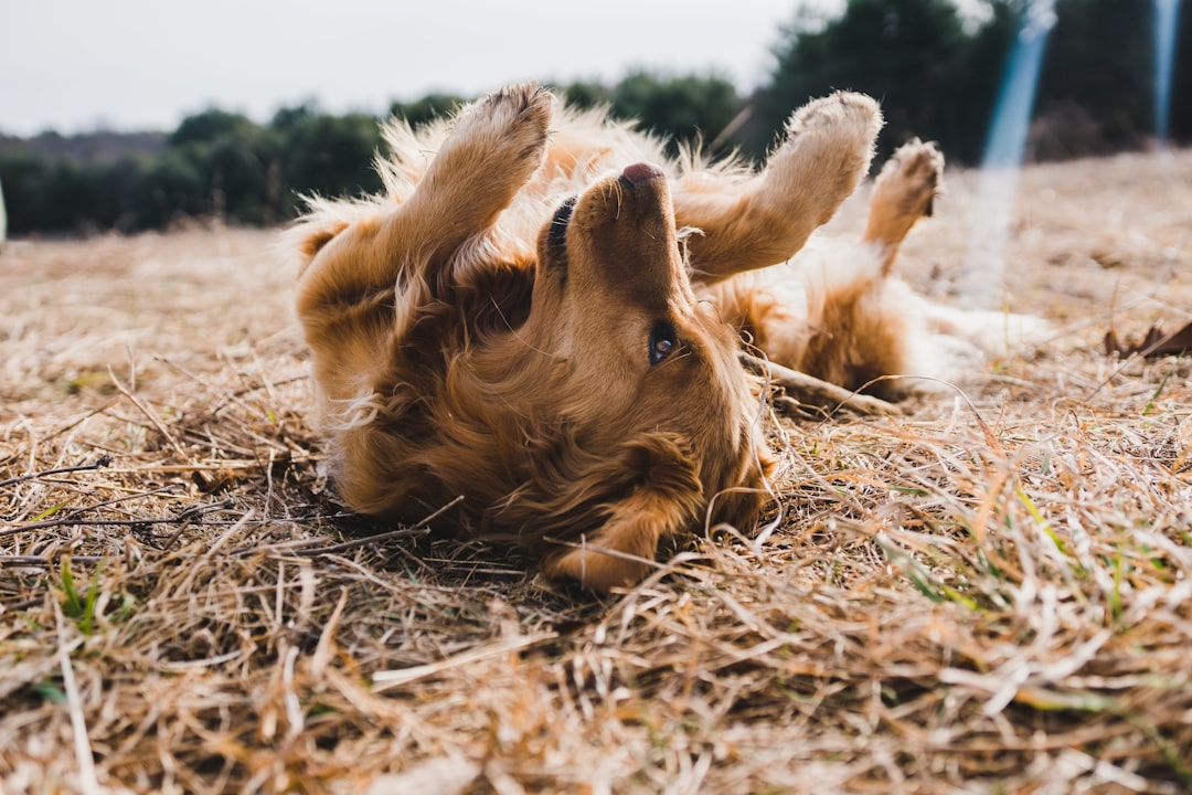 Streamline Scheduling for Dog Walkers & Pet Sitters